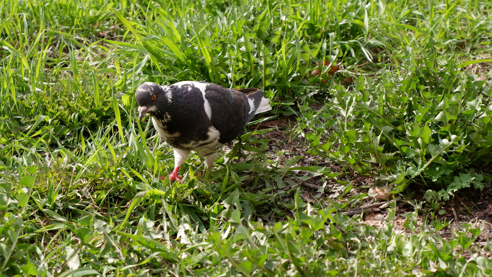 A black and white pigeon foraging on lush green grass. Its feathers are smooth and its eyes bright. The environment is natural with no other animals present.