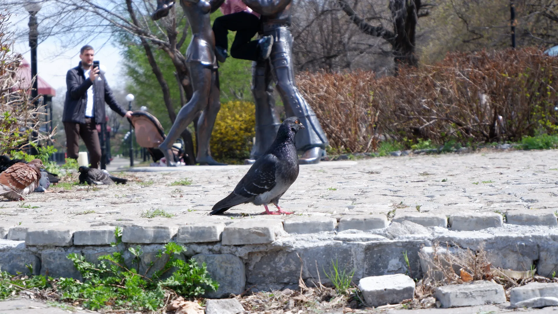 A gray pigeon stands on a stone-paved road, with sculptures and trees in the background. A man holding a phone and coat stands behind the pigeon. More pigeons are foraging further away.