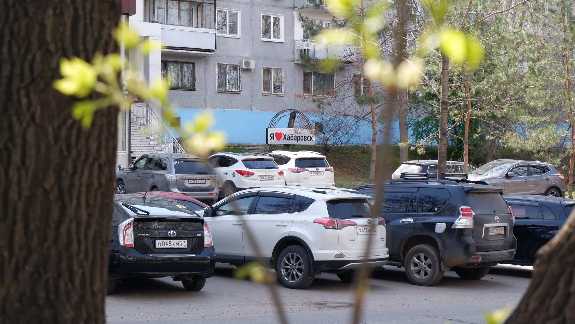 Several cars are parked in a parking lot, with license plates clearly visible. Buildings and yellowish-green trees are in the background. A tree trunk partially blocks the foreground.