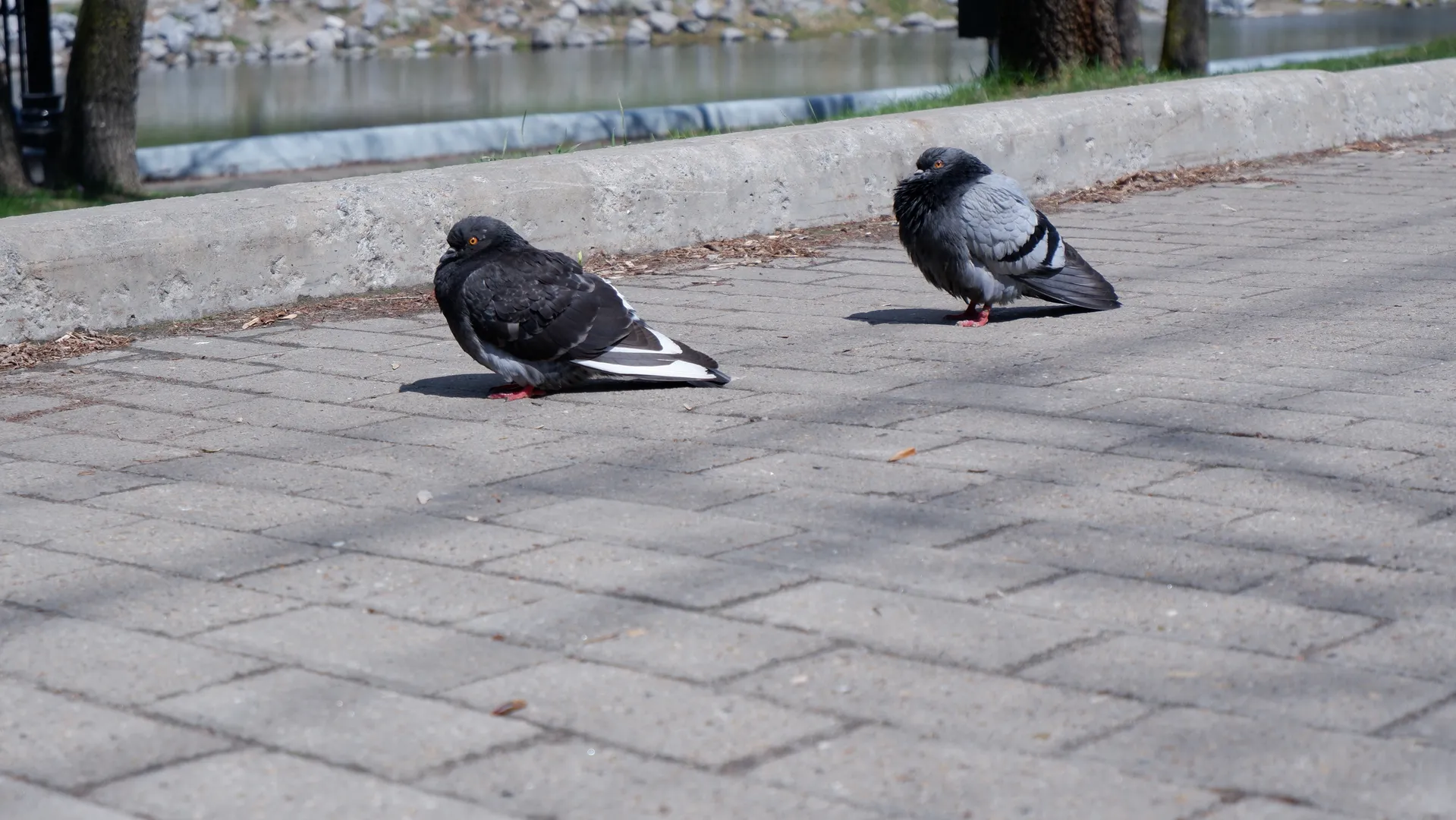 Two pigeons stand on a stone-paved surface beside trees and a body of water. The pigeons’ feathers are mainly gray and black, with one facing left and the other facing right. Some stones and grass are visible in the background.