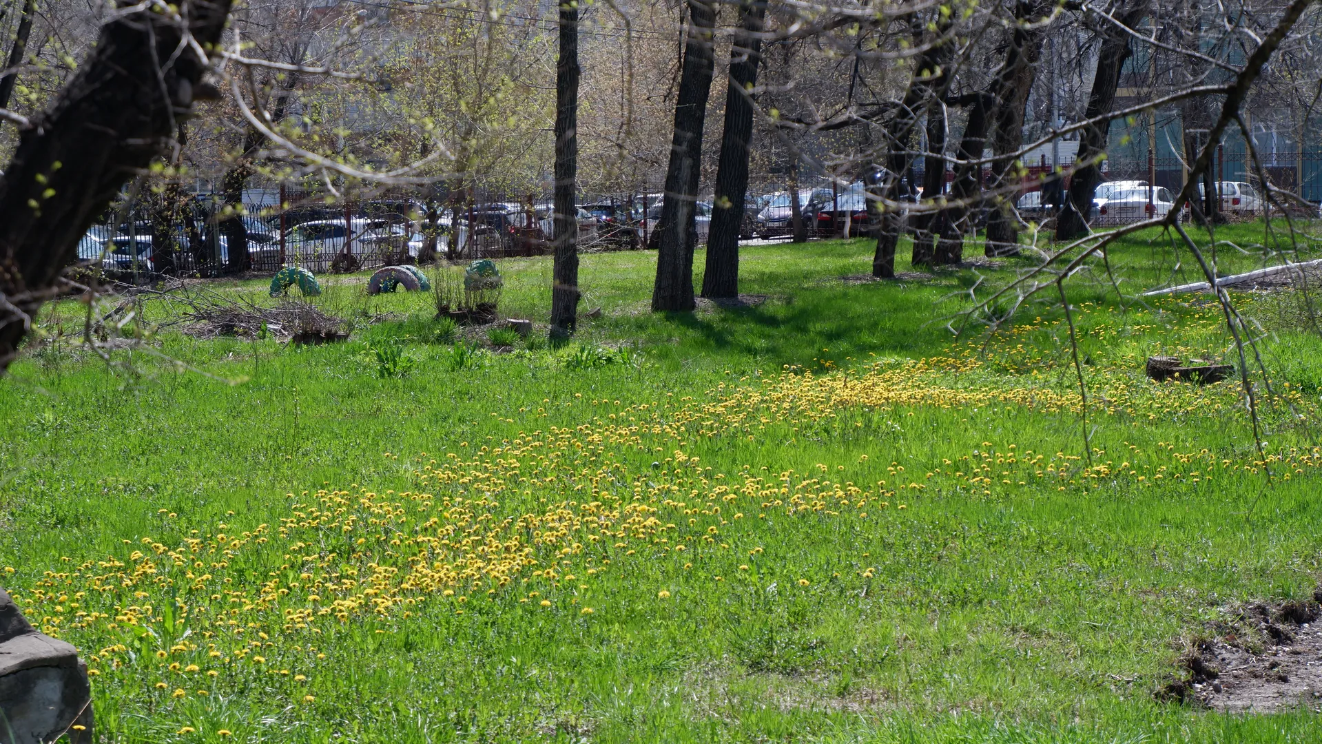 A green field is covered with small yellow flowers, with tree branches partially obscuring the foreground. In the background are trees and parked vehicles, with the ground covered in green vegetation. Some buildings are visible in the distance.