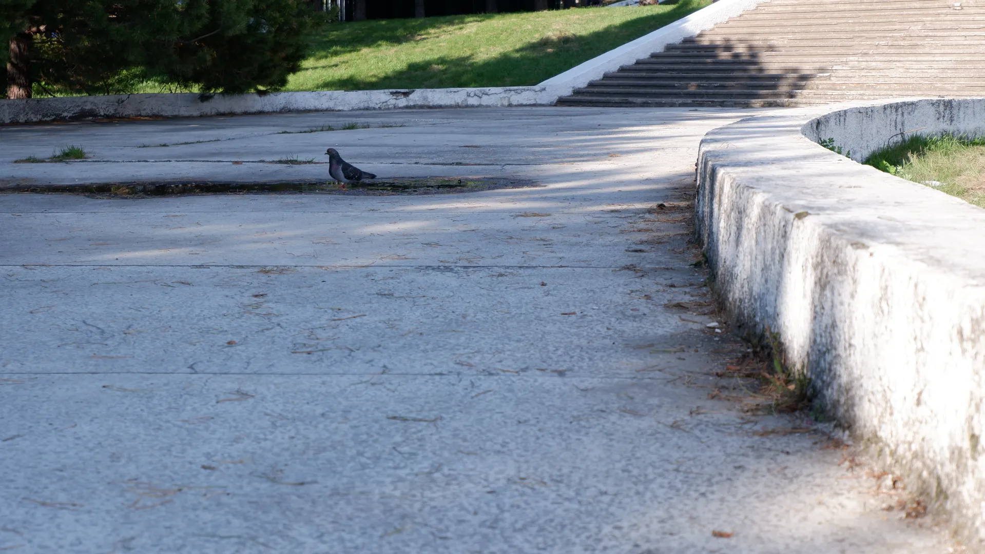 A concrete path with a smooth surface, accompanied by steps and greenery on the sides. A pigeon stands on the path. In the distance, trees and grass are visible.