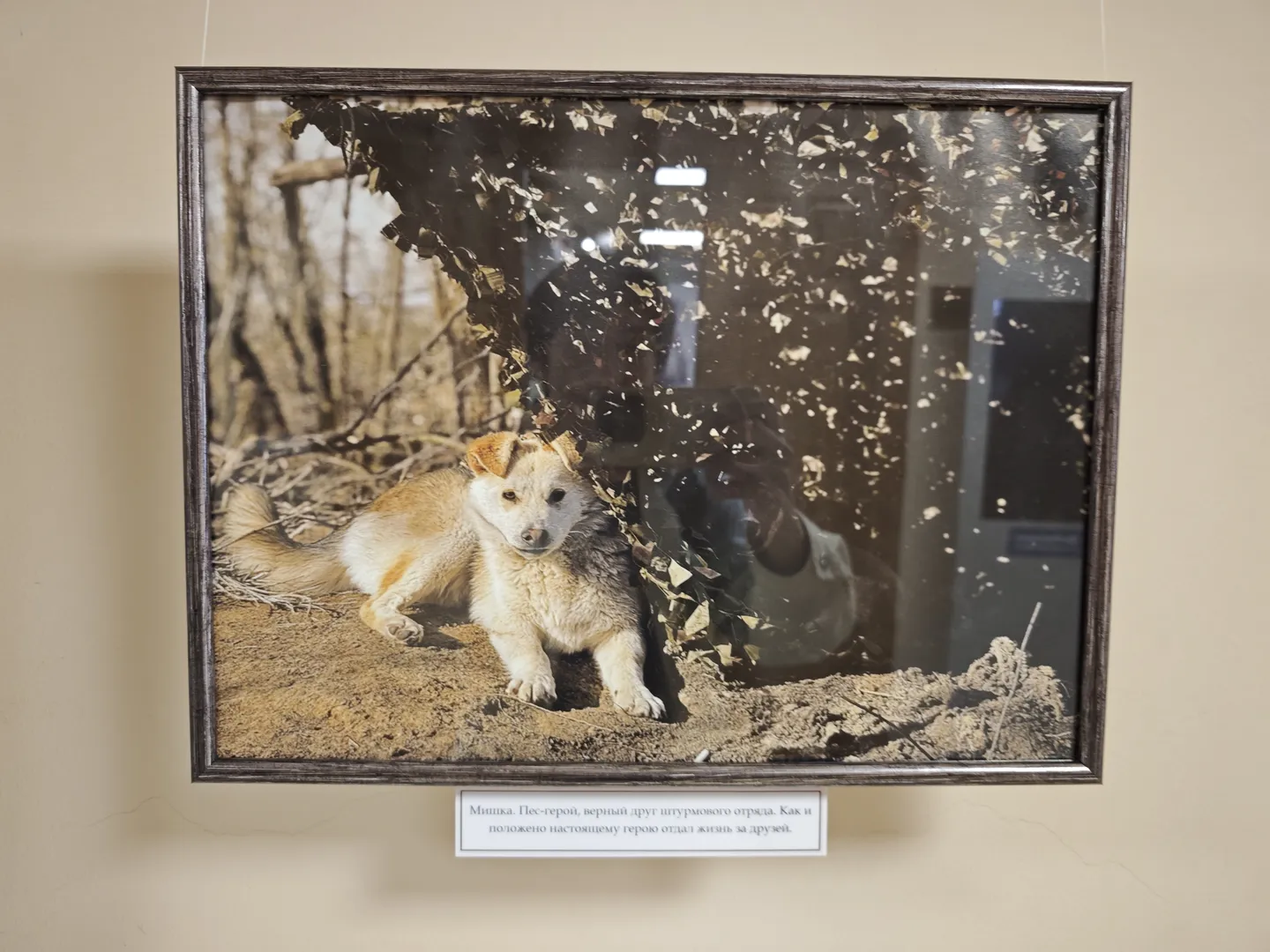 A photo showing a dog lying on the ground, with shattered glass and branches in the background. A white label with a description is placed below the photo.