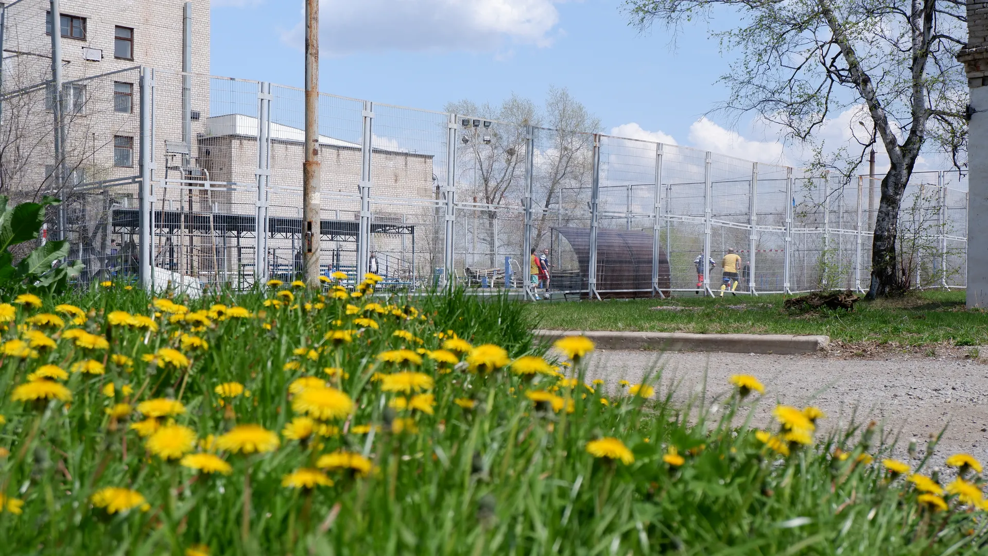 A green meadow is covered with yellow small flowers. Behind the meadow is a fenced tennis court, where several people are playing. In the background, some buildings and trees can be seen.