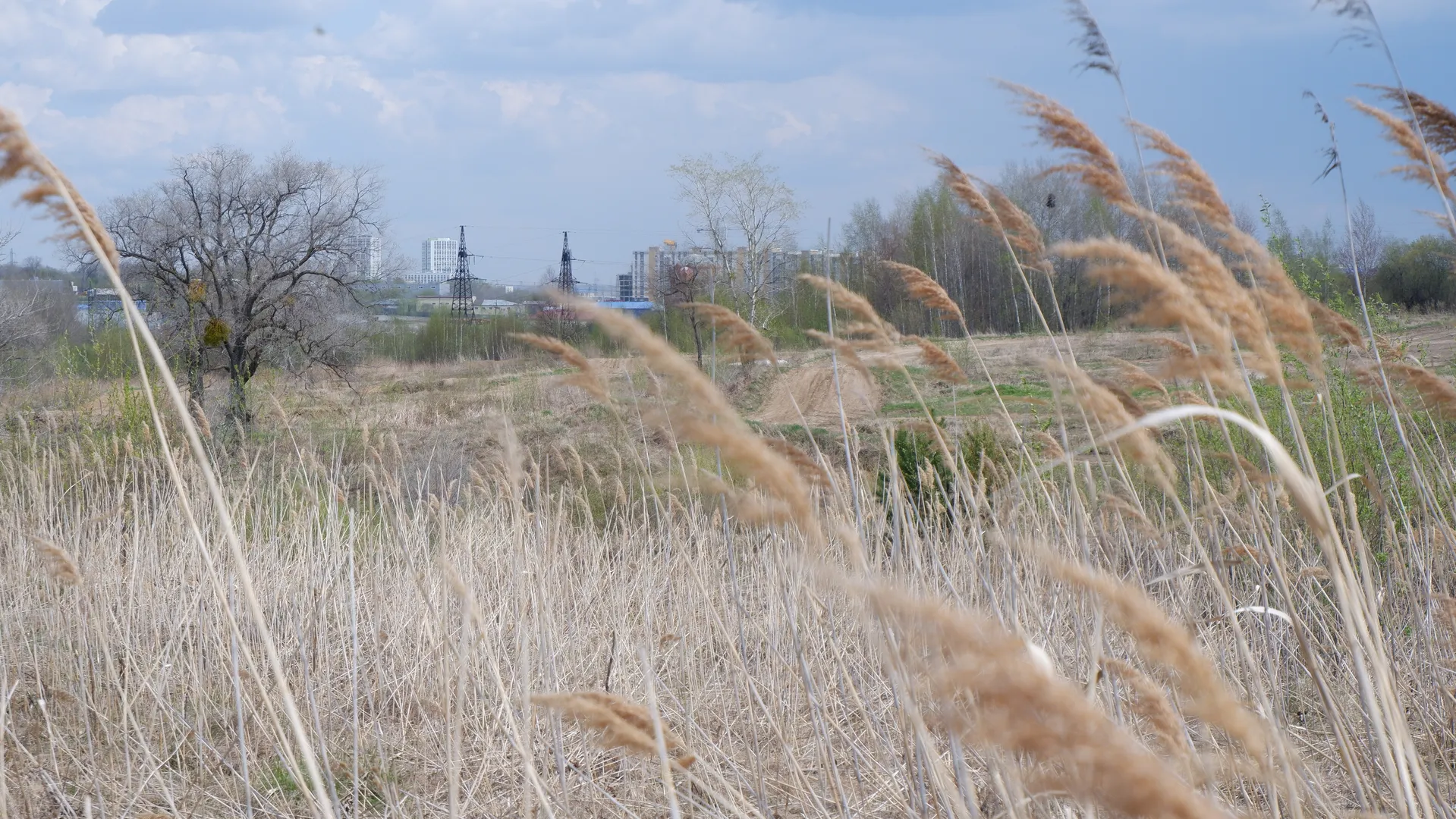A dry reed bed swaying in the wind. In the background, some trees and distant buildings are visible. A few white clouds can be seen in the sky.