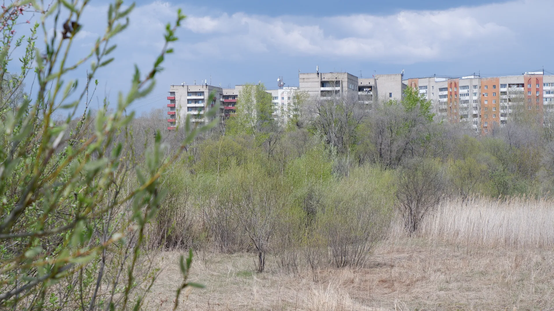 A bush with green branches in the foreground. In the background, several high-rise buildings with a modern architectural style are visible. In the distance, there are also trees and power poles.