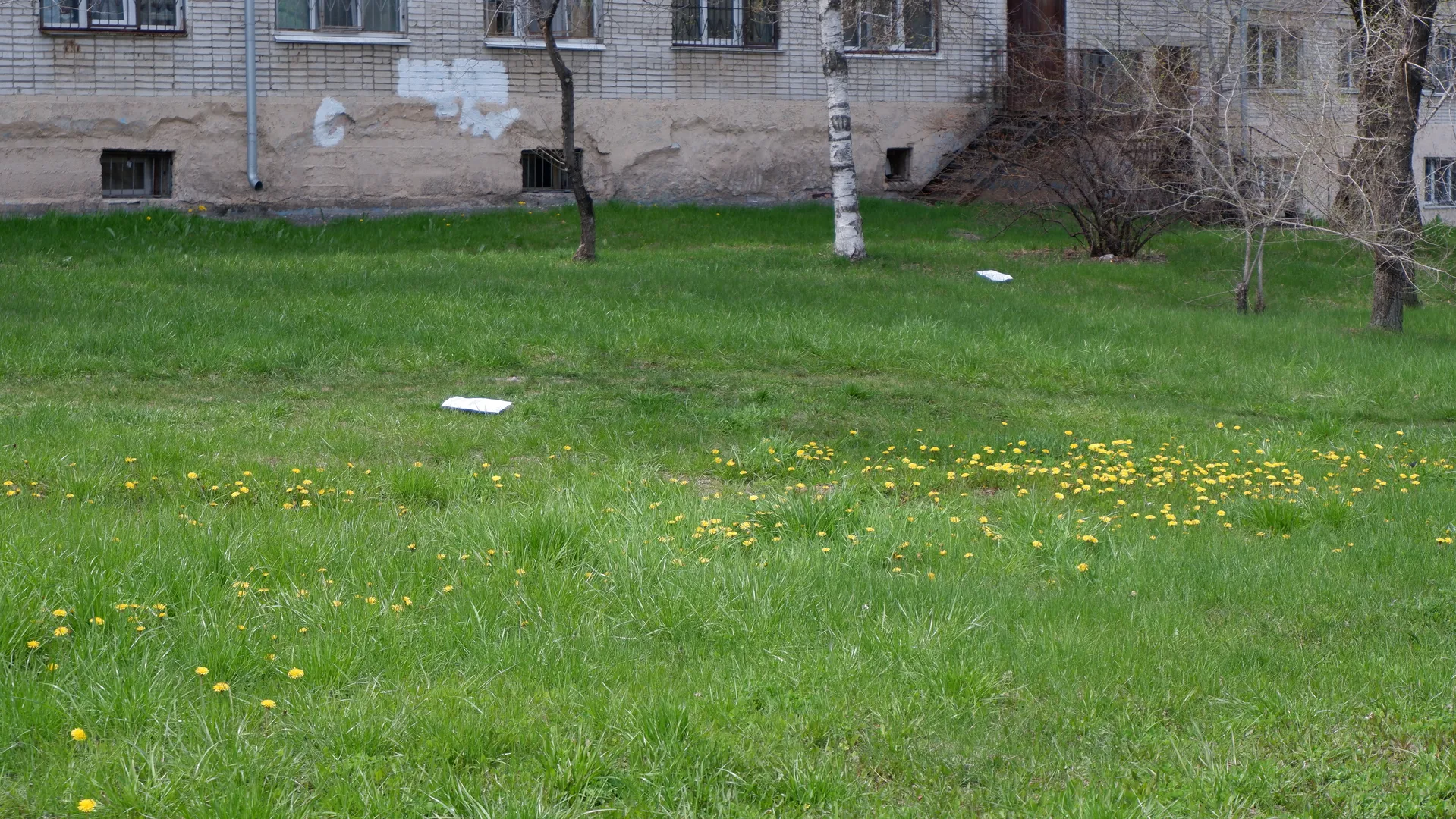 A green meadow dotted with yellow small flowers, with a few trees scattered across it. In the background, there is a building with a light-colored exterior. Two white objects, possibly papers or plastic bags, are on the meadow.