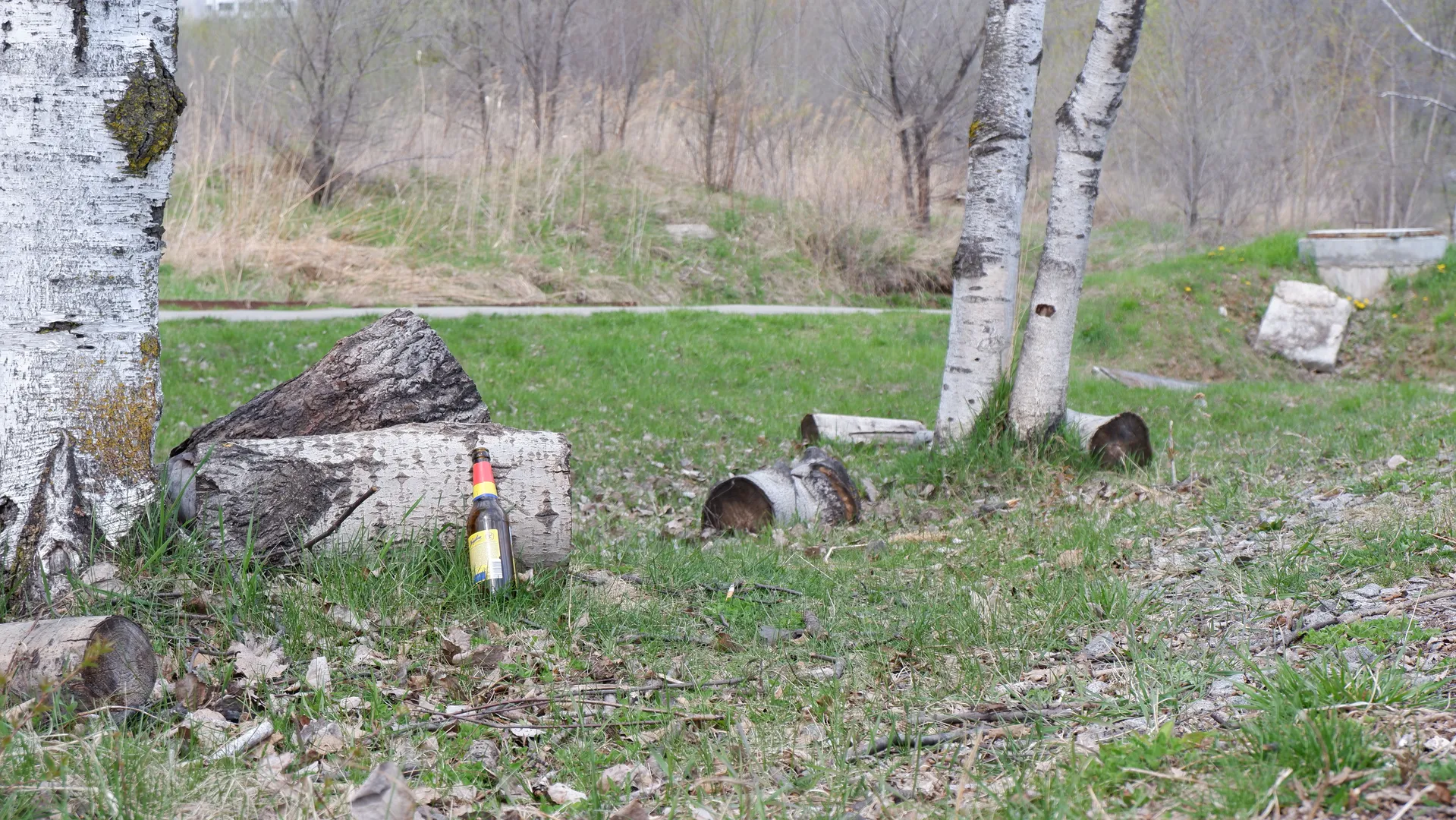 A beer bottle is placed on the meadow, surrounded by tree trunks and branches. The tree bark is white, and the ground is covered with fallen leaves. In the background, more trees and grass can be seen.