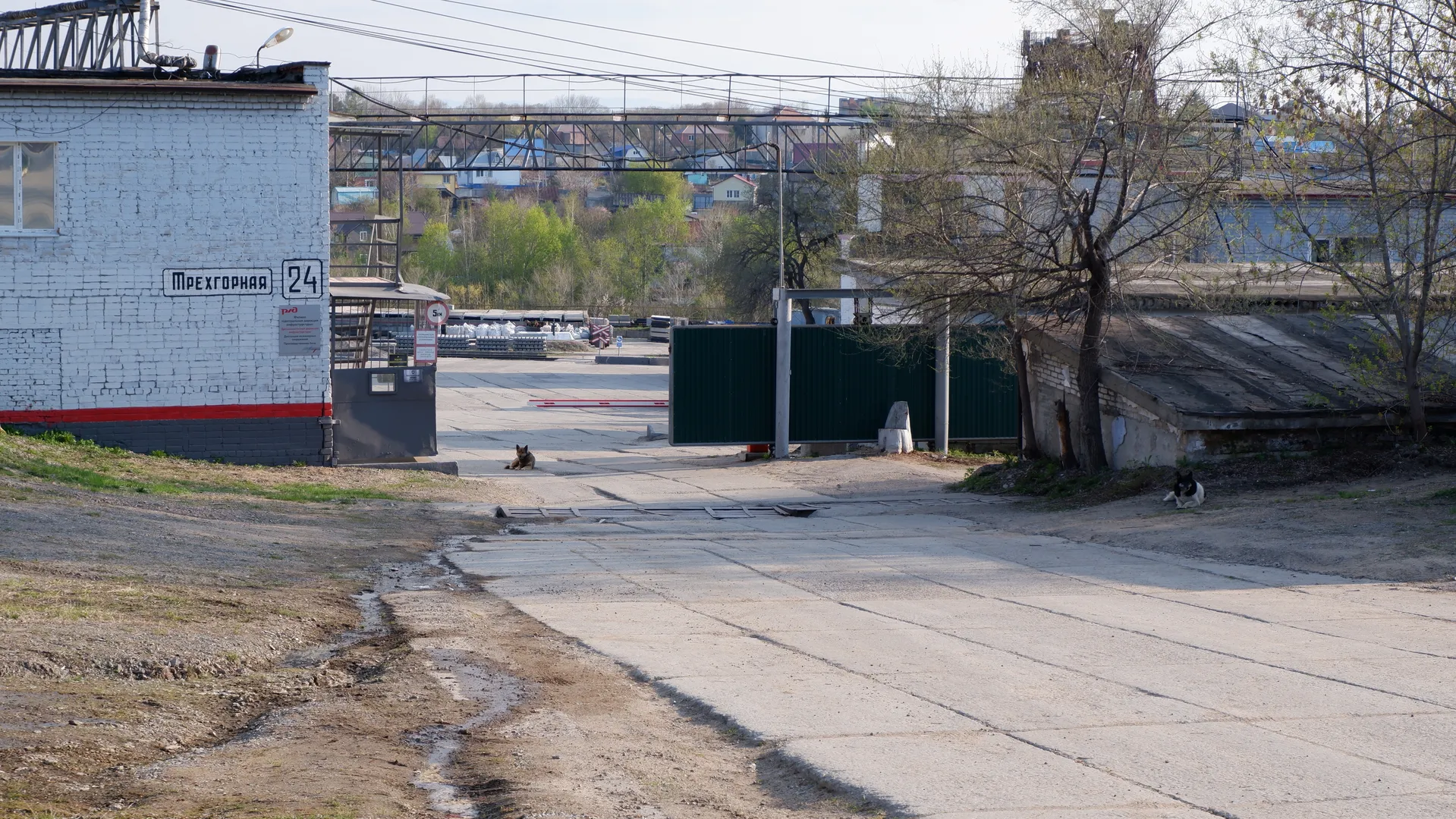 A road runs through an industrial area, with buildings and fences on both sides. Two dogs are on the road, and in the background, more buildings and green plants are visible.