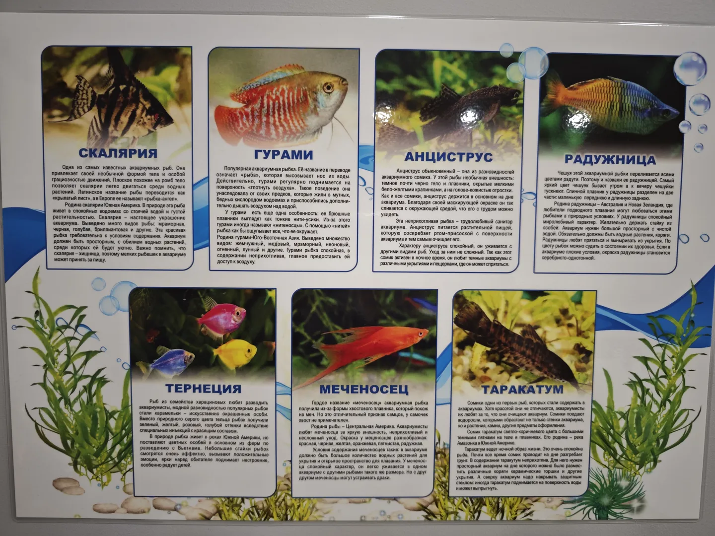 An introduction poster about ornamental fish, including six types: скалярия, гурами, анциструс, радужница, тернеция, and меченосец. Each fish has a picture and a brief description detailing its appearance and care requirements.