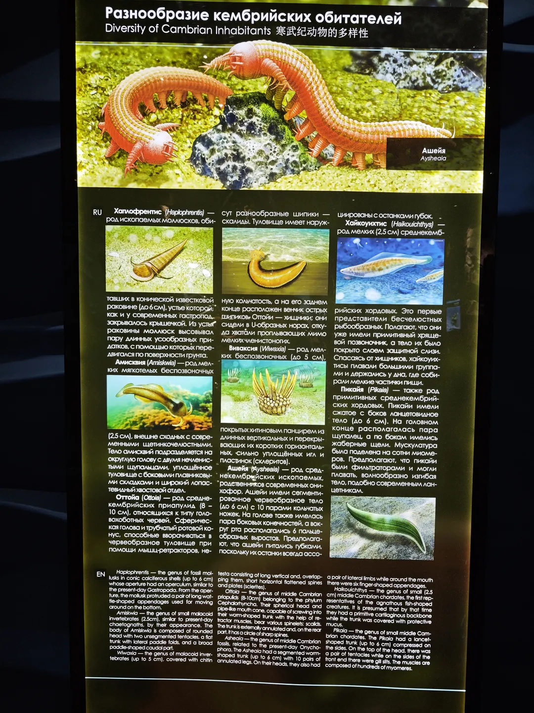 The display board showcases the diversity of Cambrian animals, including pictures and descriptions of various ancient organisms. The display board has titles in Russian, English, and Chinese. It details the characteristics and living environments of different ancient organisms.