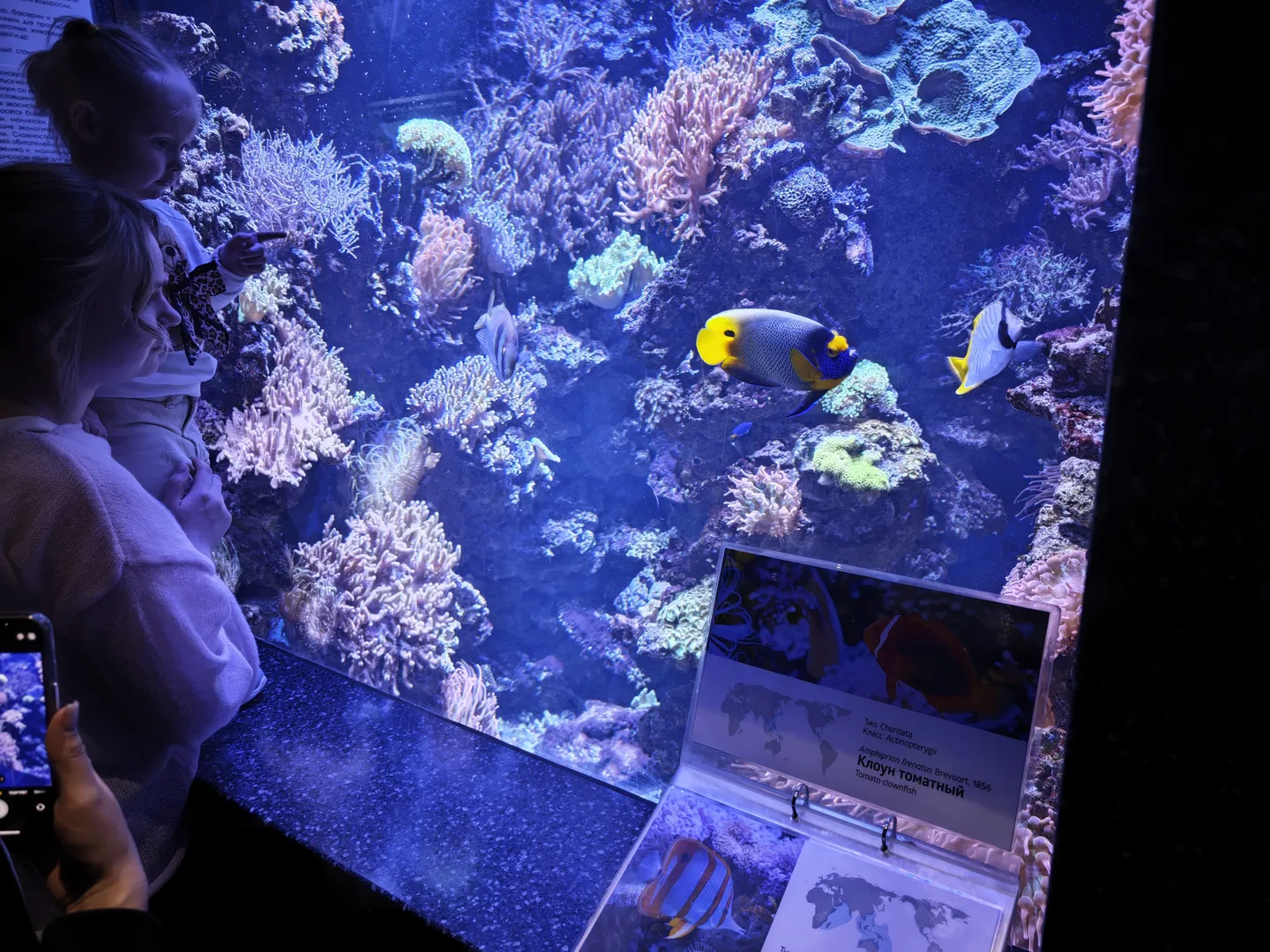 An adult holding a child watches in front of the aquarium, where colorful corals and fish are inside the tank. In front of the tank, there is an information board with the names and distribution maps of the fish. The adult is holding a phone to capture the scene.