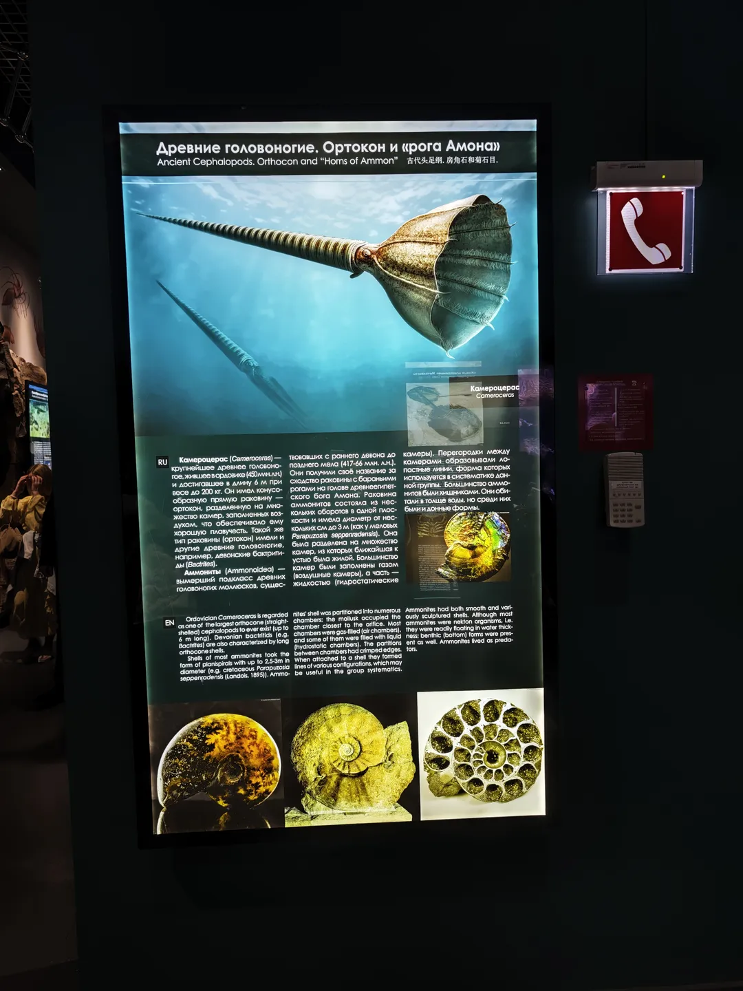 A display board of ancient cephalopods, goniatites, and ammonites, with titles in Russian, English, and Chinese. The display board has images and fossil photos of two types of ancient organisms, as well as detailed descriptive text. Next to it, there is a red telephone sign.