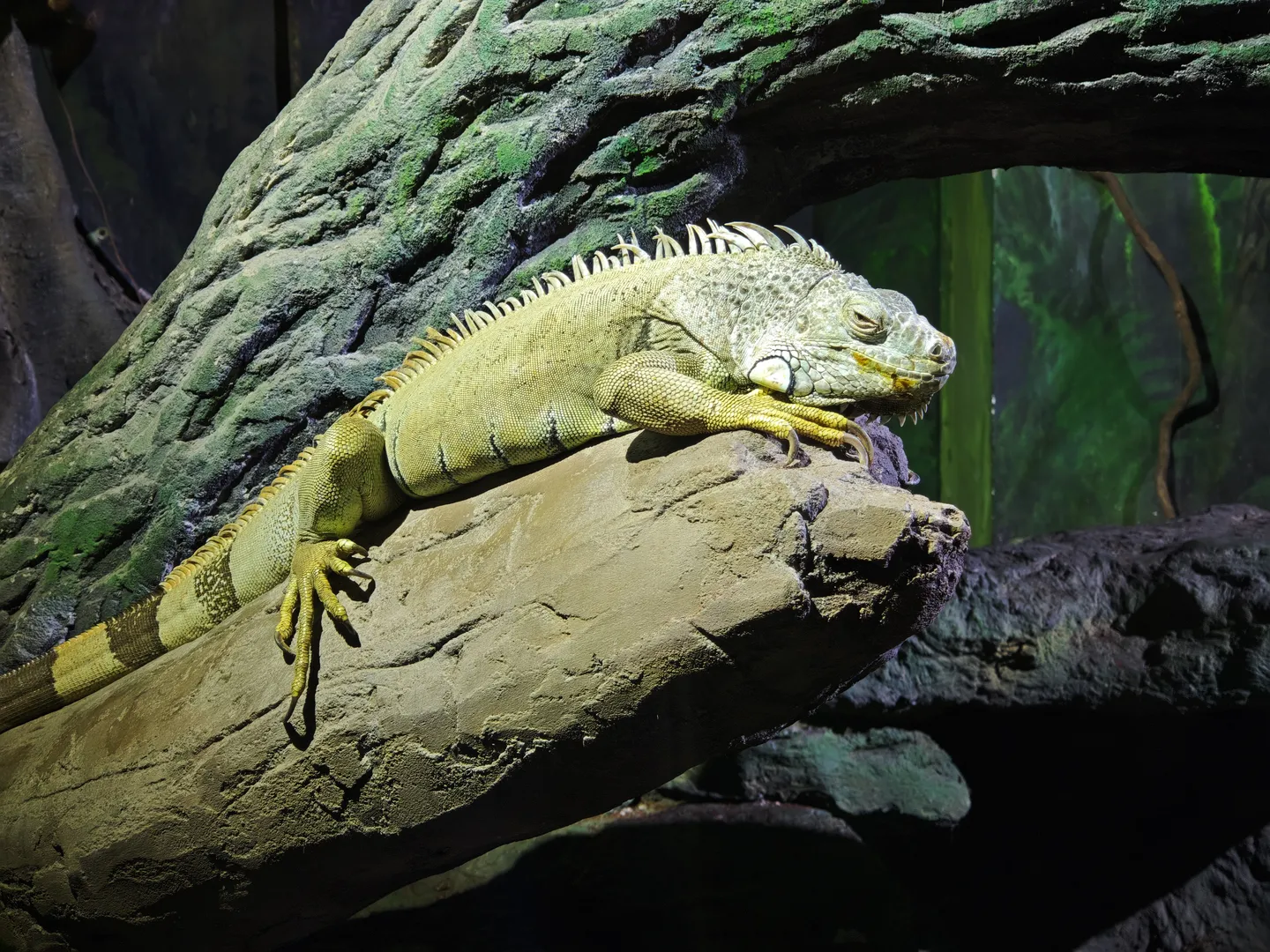 A green iguana is lying on a tree trunk, with the background being blurred green vegetation and branches. The iguana’s body is covered with scales, its eyes are closed, appearing very quiet. The surface of the tree trunk is rough and covered with moss.