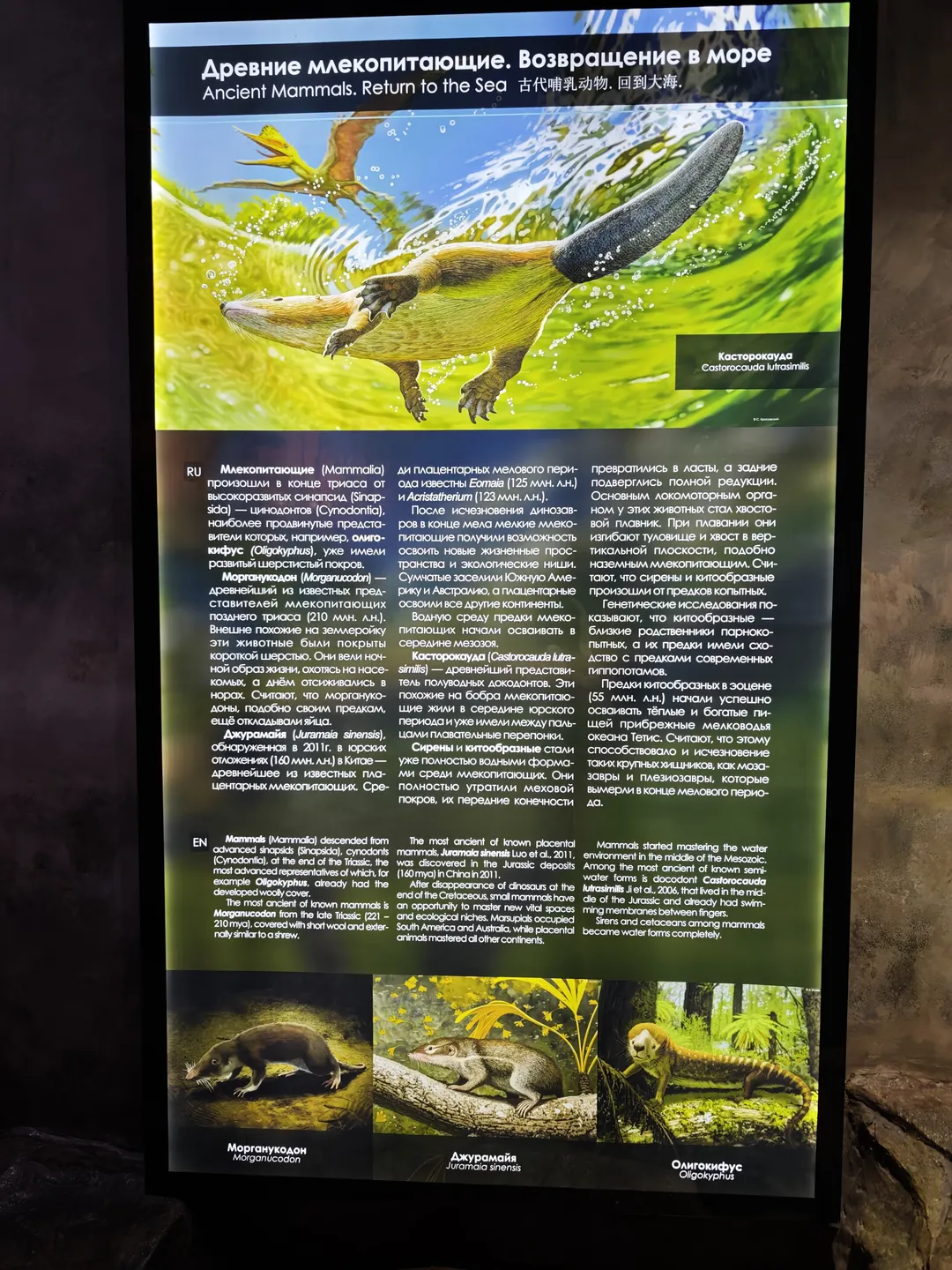 Introduction to ancient mammals returning to the sea, showcasing illustrations and names of various ancient mammals. The content covers the evolutionary history and ecological niches of these animals.