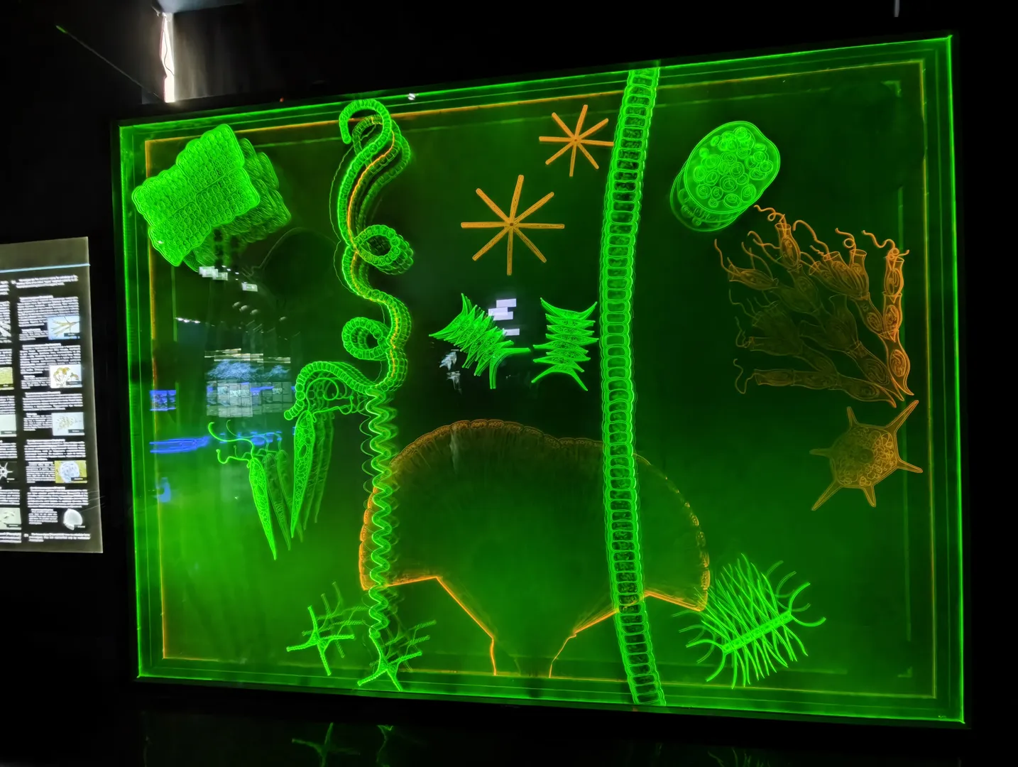 Various microbial structures on a fluorescent green background, including spiral, star-shaped, and chain-like forms, etc. Each structure is highlighted in different colors to create contrast.