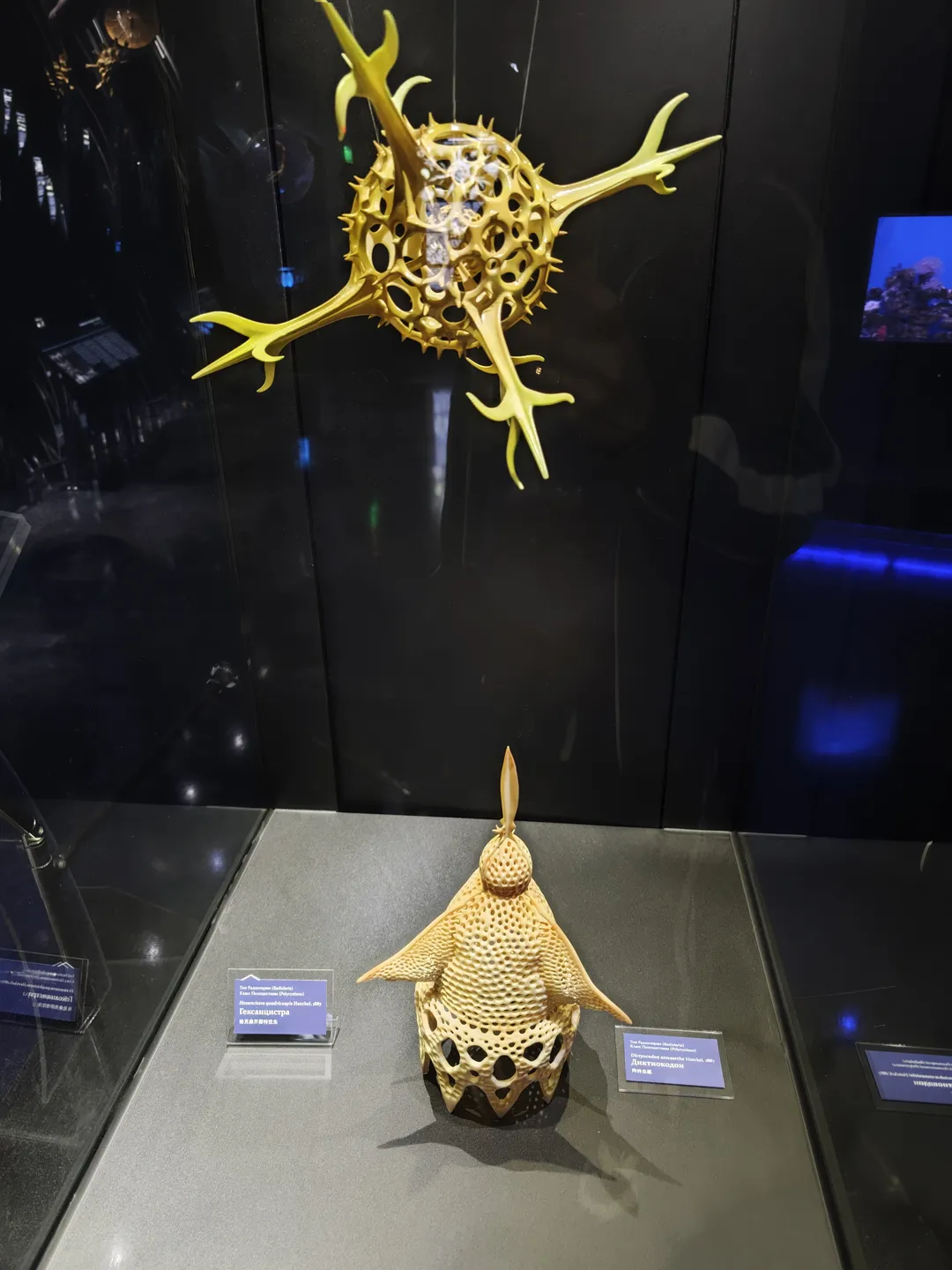 A yellow marine creature model is suspended in the air. Below it is a sculpture resembling a fish shape. The model has multiple protruding horns and a hollow structure. The background is a dark display wall. Beside it, there is an information sign detailing the exhibit.