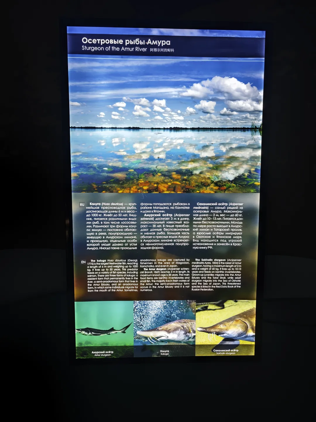 The poster is titled “Sturgeon of the Amur River”, describing the species of sturgeon in the Amur River. It includes kaluga, Amur sturgeon, and Sakhalin sturgeon, with pictures of the three sturgeons.
