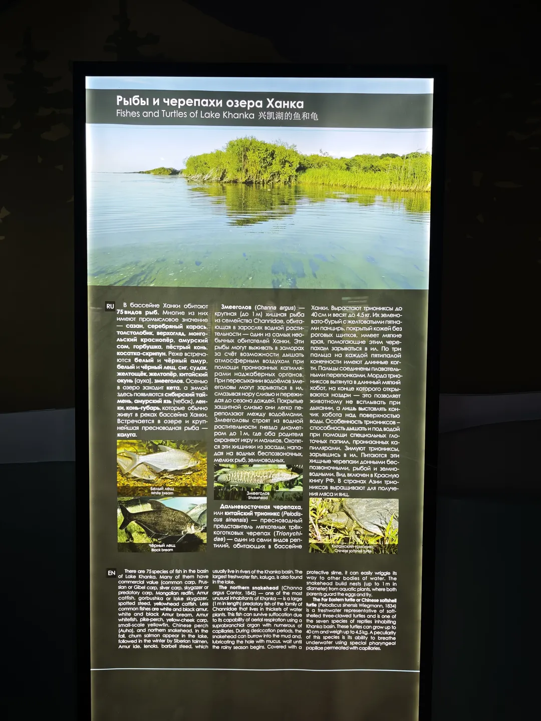 The poster title is ‘Fishes and Turtles of Lake Khanka’, introducing the fish and turtles of Khanka Lake. It lists various types of fish such as white bass, black bass, and turtles such as the Northeast turtle and Chinese softshell turtle, with relevant pictures.