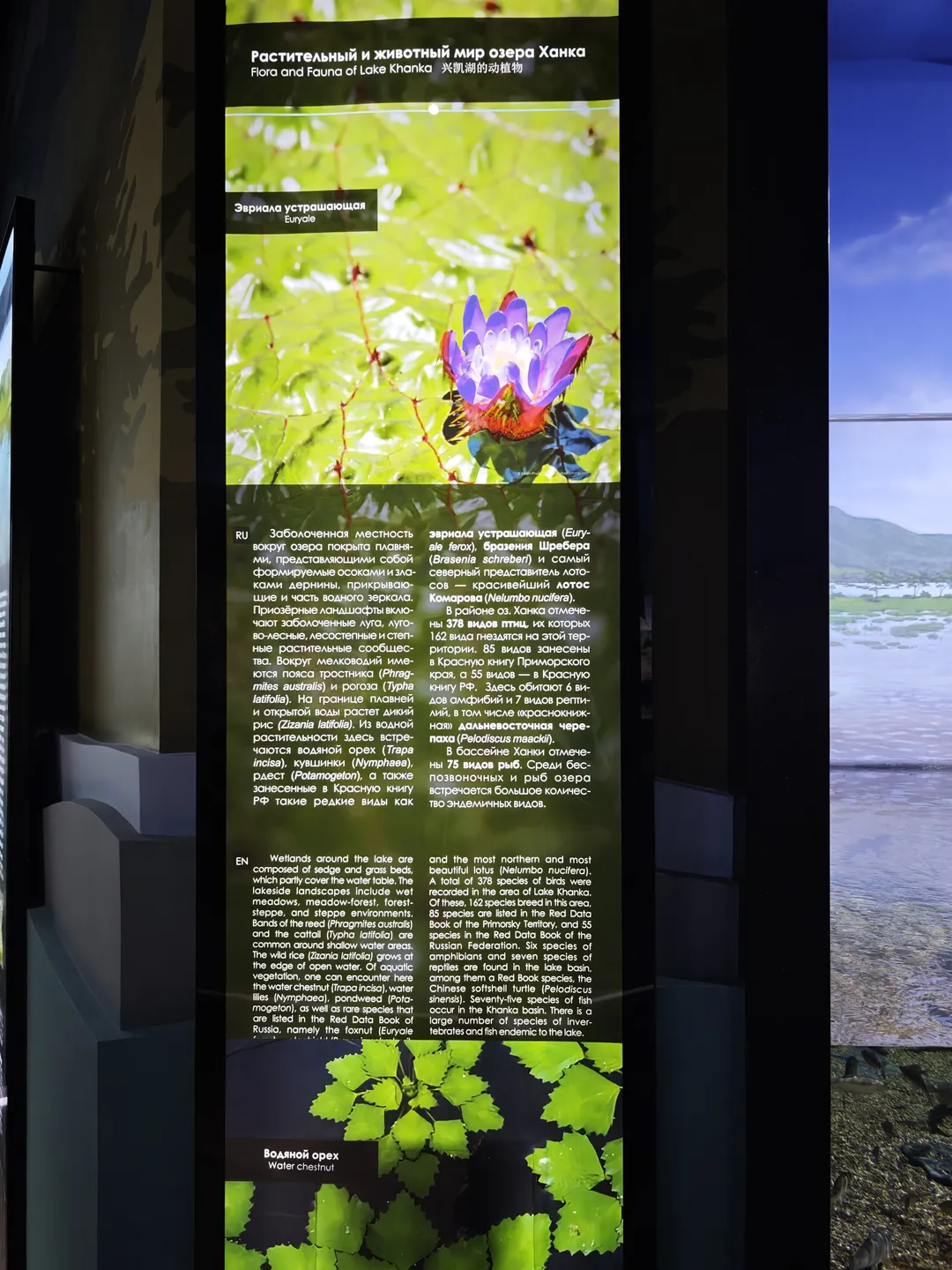 The display board is titled “Flora and Fauna of Lake Khanka”, introducing the flora and fauna of Lake Khanka. The wetland consists of reeds and meadows, with common aquatic plants such as water lilies and foxnuts. There are 75 species of fish in the lake area.