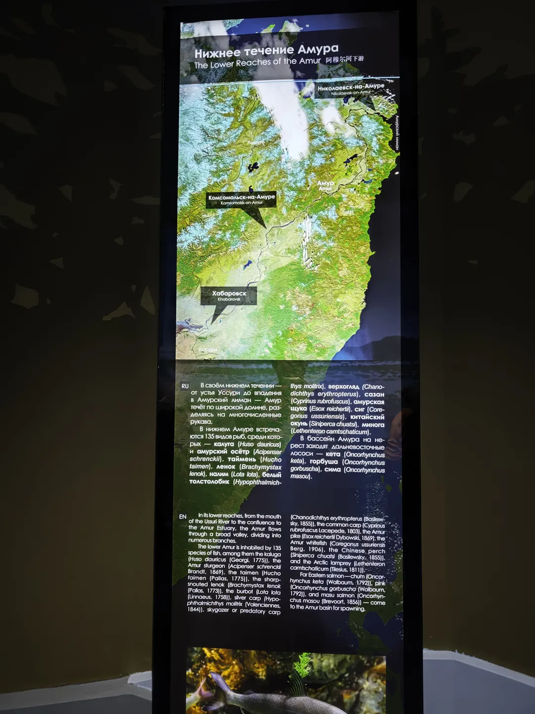 The display board is titled “The Lower Reaches of the Amur”, introducing the lower reaches of the Amur River. The map marks place names such as Khabarovsk and Komsomolsk-on-Amur, describing 135 species of fish in the region and their ecological characteristics.