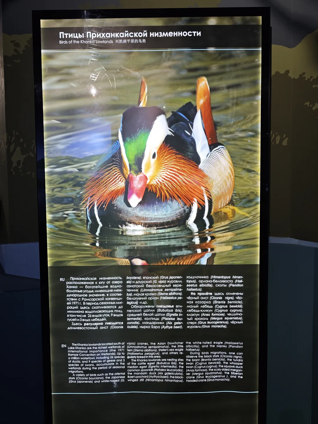 The bird images from the Xingkai Lake Plain feature a vividly colored Mandarin duck, displaying feathers in green, orange, and white. The accompanying text describes the avian diversity and ecological value of the region. It also mentions that this area serves as a significant habitat for migratory birds.