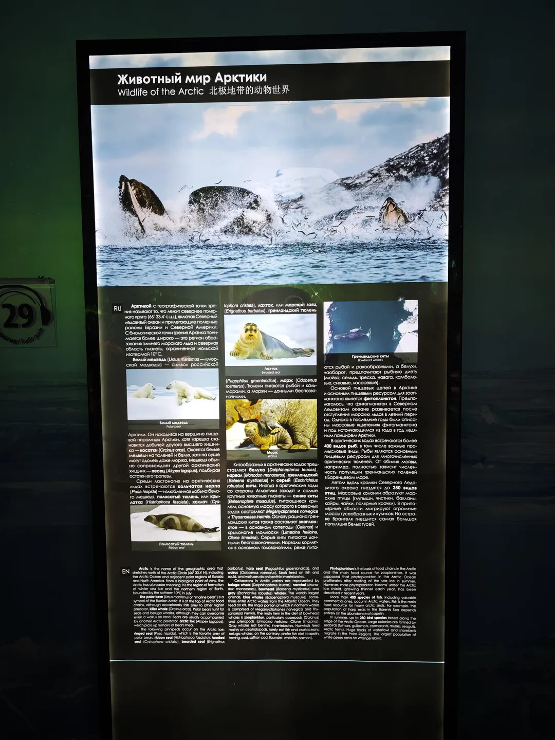 The picture in the Animal World of the Arctic Zone captures the moment a whale leaps out of the water. The text below presents wildlife in the Arctic region, including Seals, Walruses, and Whales. Each animal is accompanied by an illustration and a brief description.