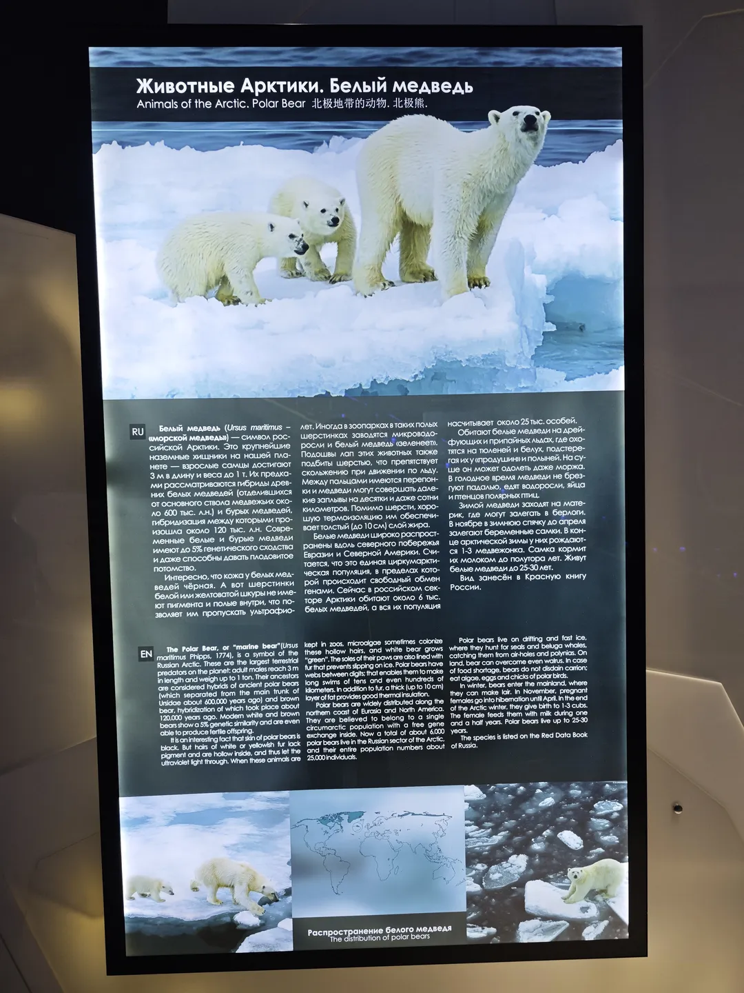 In the picture of polar bears, there is an adult polar bear and two cubs standing on the ice. The text details the physiological characteristics, living habits, and distribution areas of polar bears. Polar bears mainly live on the floating ice and fixed ice of the Arctic Ocean.