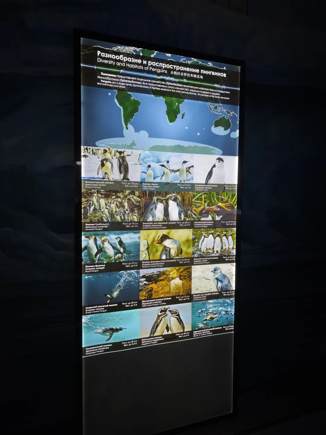 The information board displays the diversity and habitats of penguins, including photos and descriptions of different species of penguins. The map shows the global distribution of penguins. The text section introduces the classification and characteristics of penguins.