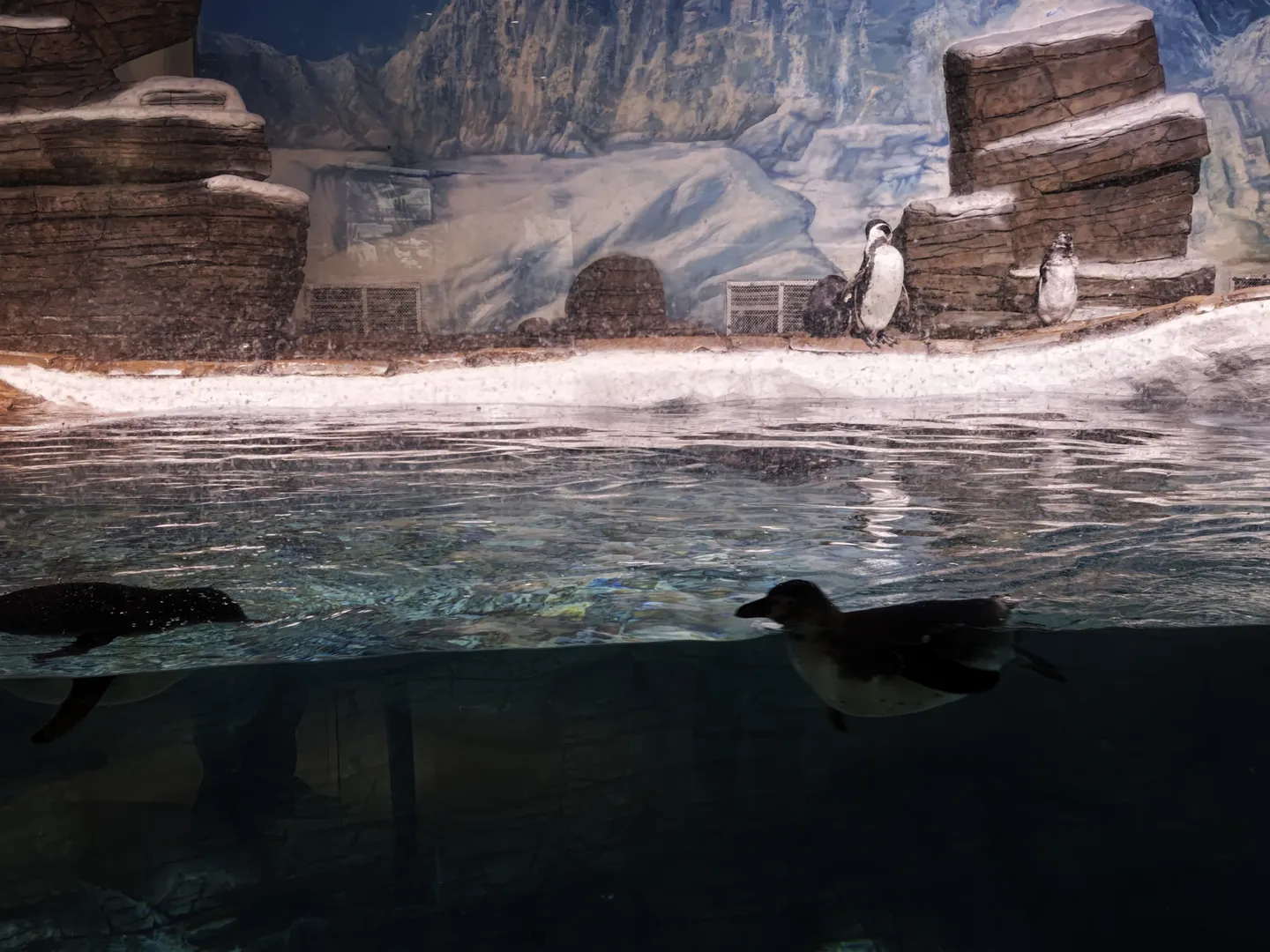 In the aquarium, several penguins are swimming in the water, with a background of simulated Antarctic mountains and rocky terrain. The water is clear, allowing you to see the penguins' underwater posture. Two penguins are resting on the shore.