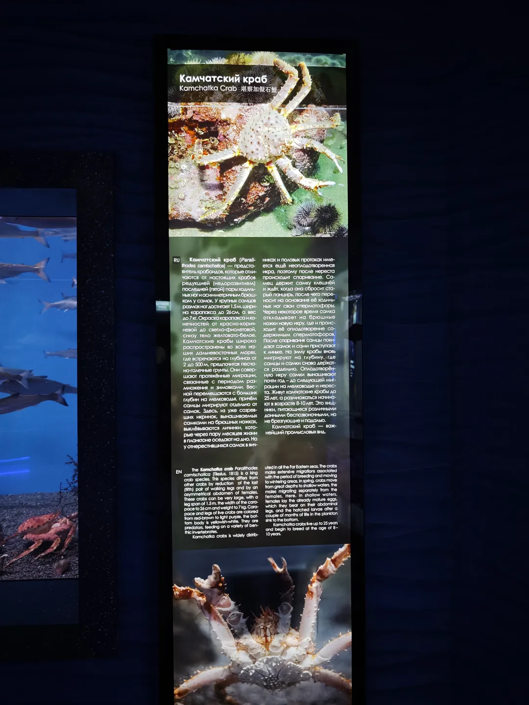 The information board displays details about the king crab, featuring a close-up photo of the crab at the top. Text on the board describes the crab’s characteristics, habitat, and behavior. Multiple angles of the crab are shown at the bottom.