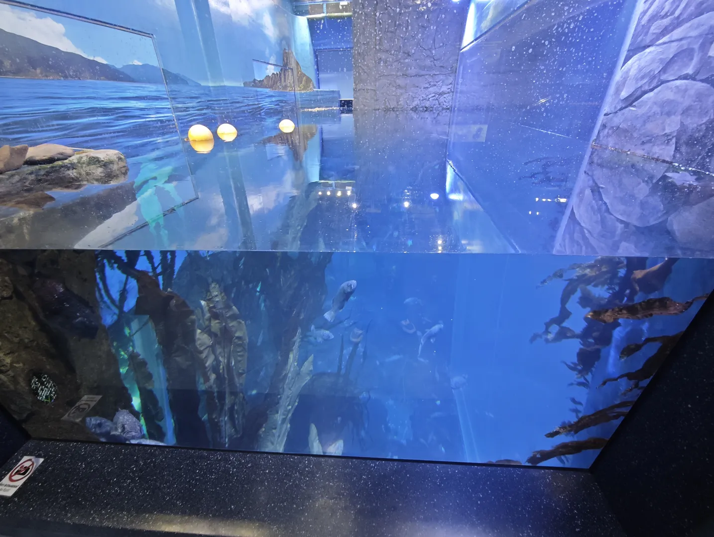 Large aquarium, various fish swimming in the blue waters, surrounded by seaweed and rock decorations. Above the water surface, there are three circular lamps. The aquarium design simulates a natural marine environment.