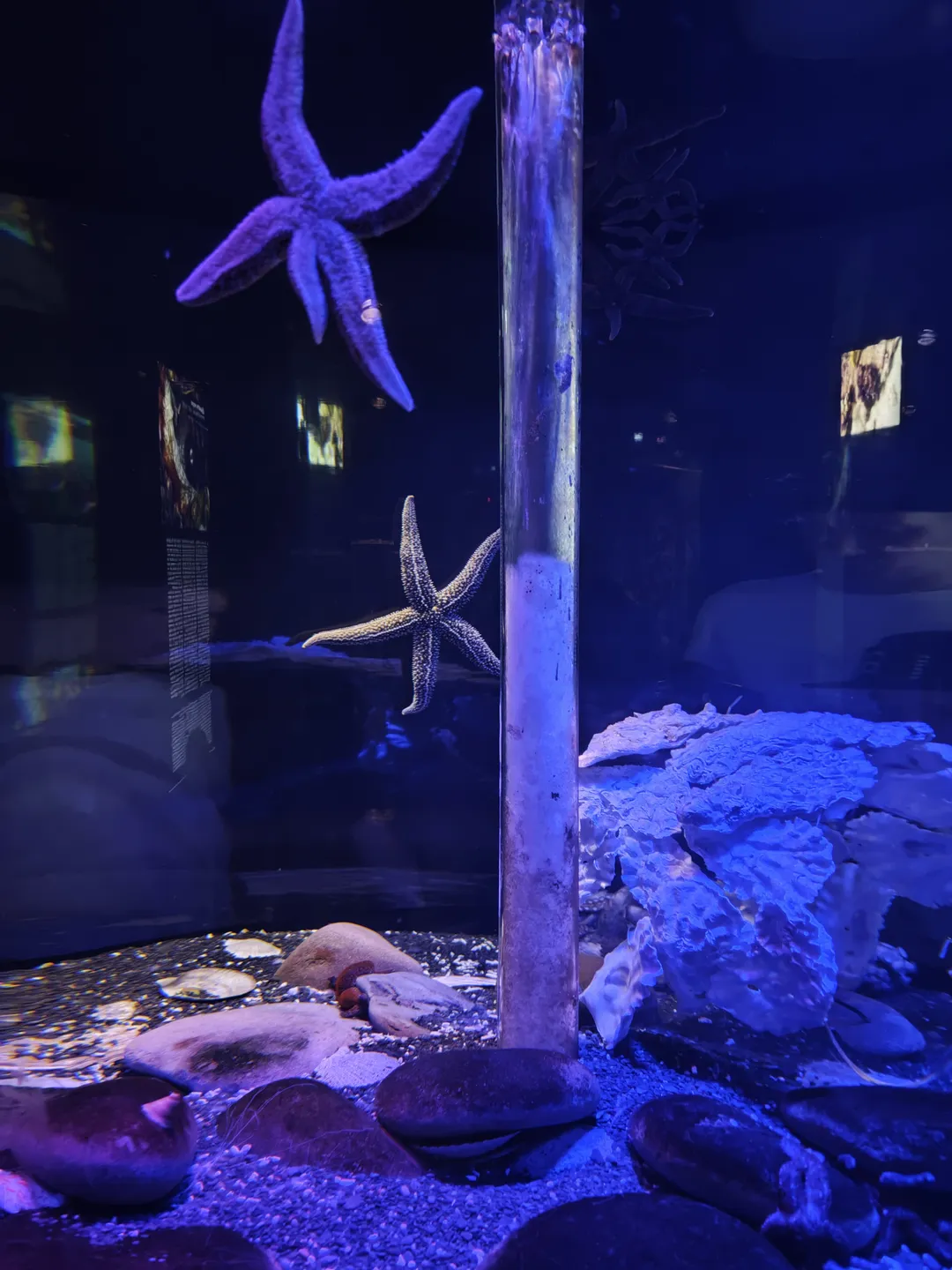 Inside the transparent aquarium, several starfish are attached to the glass wall. The bottom is decorated with rocks and corals. The starfish have various colors, and their forms are clearly visible. The lighting inside the aquarium creates a deep-sea atmosphere.
