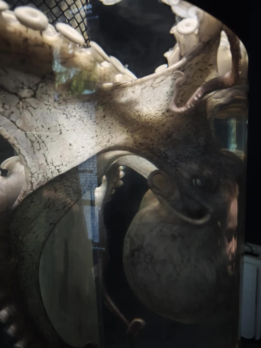 An octopus is positioned behind glass with a cracked texture on the surface. Some blurred objects are present in the background. A partial reflection of the photographer can be seen on the glass.