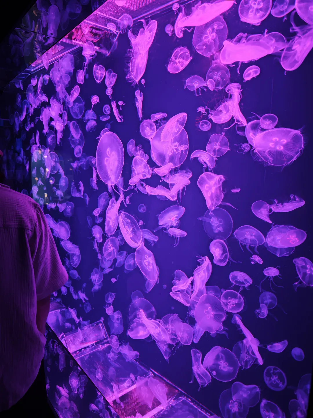 Inside the aquarium, numerous purple jellyfish drift through the water under purple-toned lighting, displaying varied shapes and sizes. On the left, a person wearing light-colored clothing is partially visible in the frame. The jellyfish move slowly through the water.
