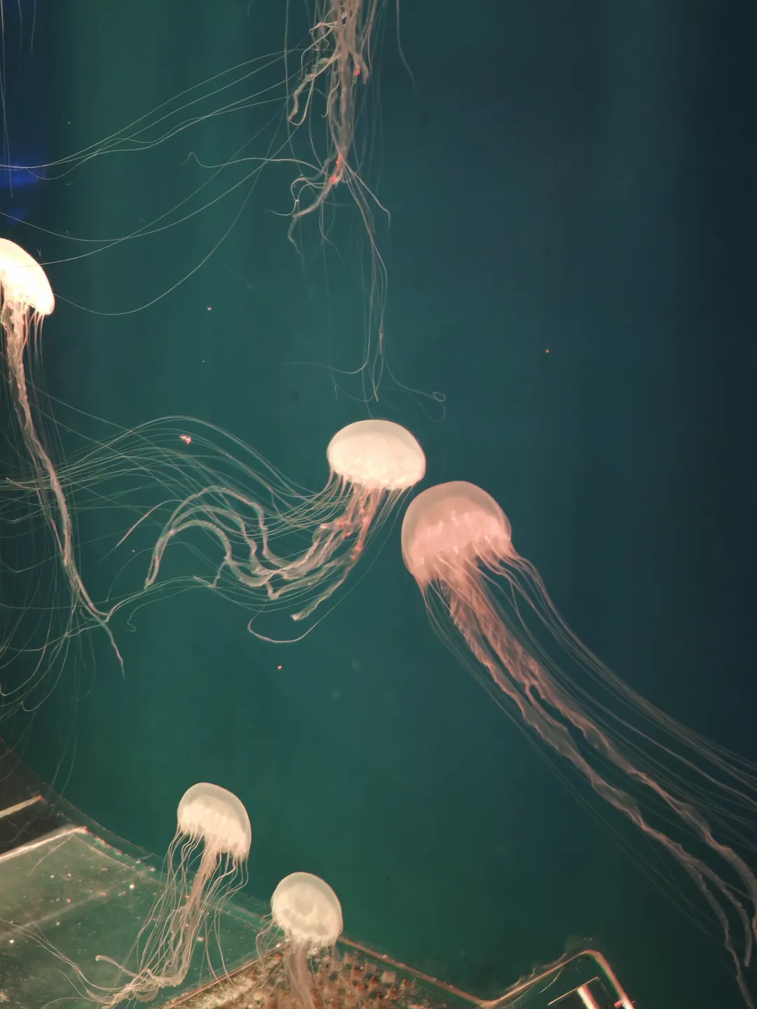 Several transparent jellyfish drift in the deep green water, their long and flowing tentacles trailing behind them. The background features dark aquatic surroundings, with the edges and bottom structure of the tank faintly visible. The jellyfish float freely, their umbrella-shaped bells appearing perfectly circular.