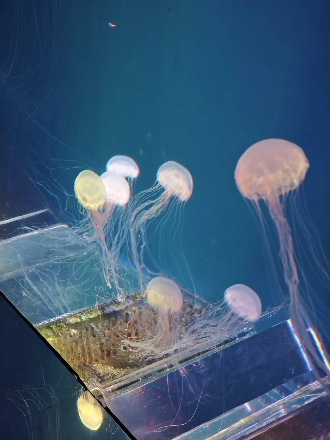 Multiple transparent jellyfish swim in blue waters, their tentacles slender against a deep blue background. The glass walls and bottom structure of the tank are clearly visible as the jellyfish move slowly in the water. The bell of the jellyfish is lighter in color.