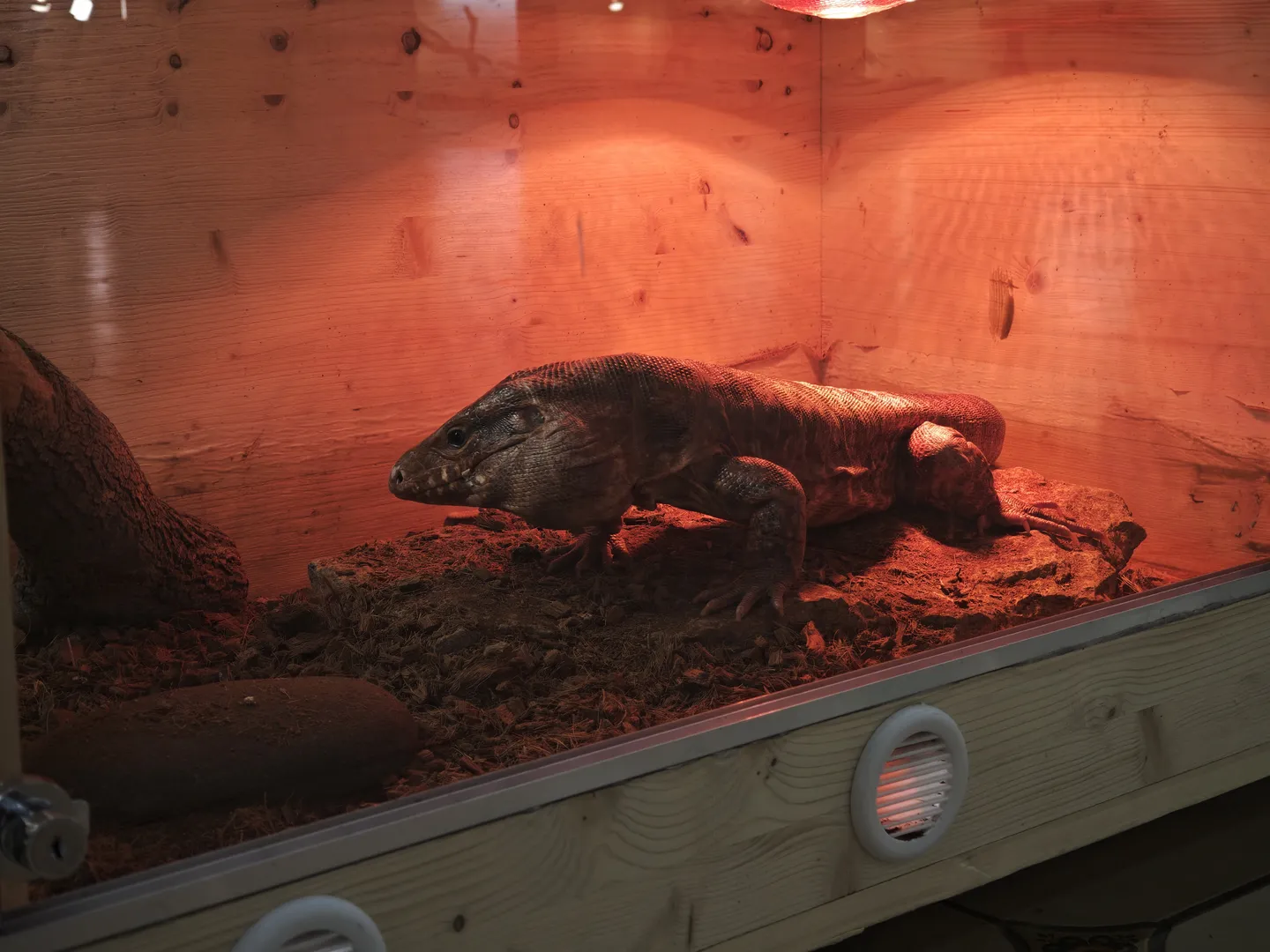 A large lizard is displayed in a wooden showcase with rocks and soil inside, resting on a rock under warm-toned lighting.