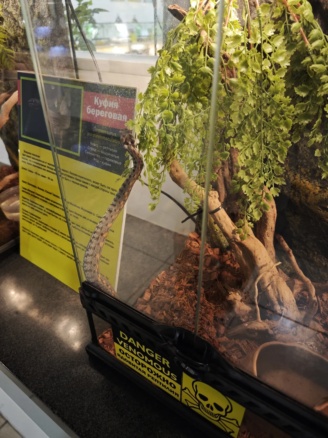 Inside a glass display case, green plants and branches are showcased, accompanied by a yellow sign that reads “Куфия береговая”. The base of the case is marked with “DANGER VENOMOUS” and a skull symbol. The interior environment simulates a natural ecosystem.