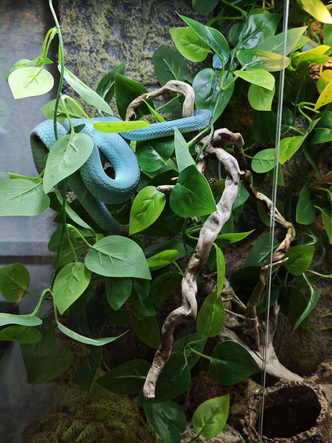 A blue snake coils around green plants and dead branches, surrounded by dense leaves and wooden structures.