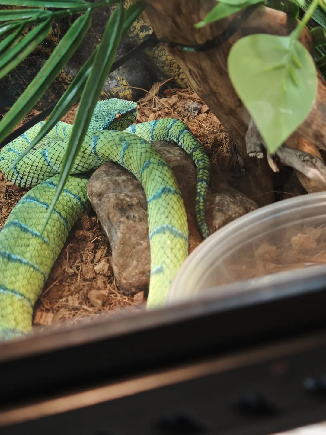 A green snake with blue stripes coiled among wood chips and branches, its body pressed close to the ground.