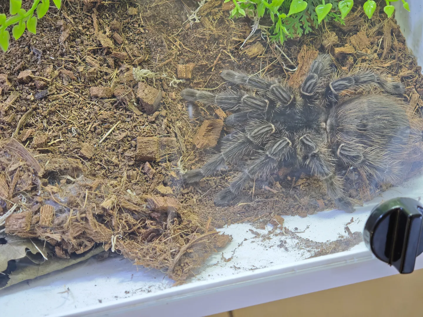 A large, furry spider is inside a glass enclosure with wood shavings and dried leaves at the bottom.