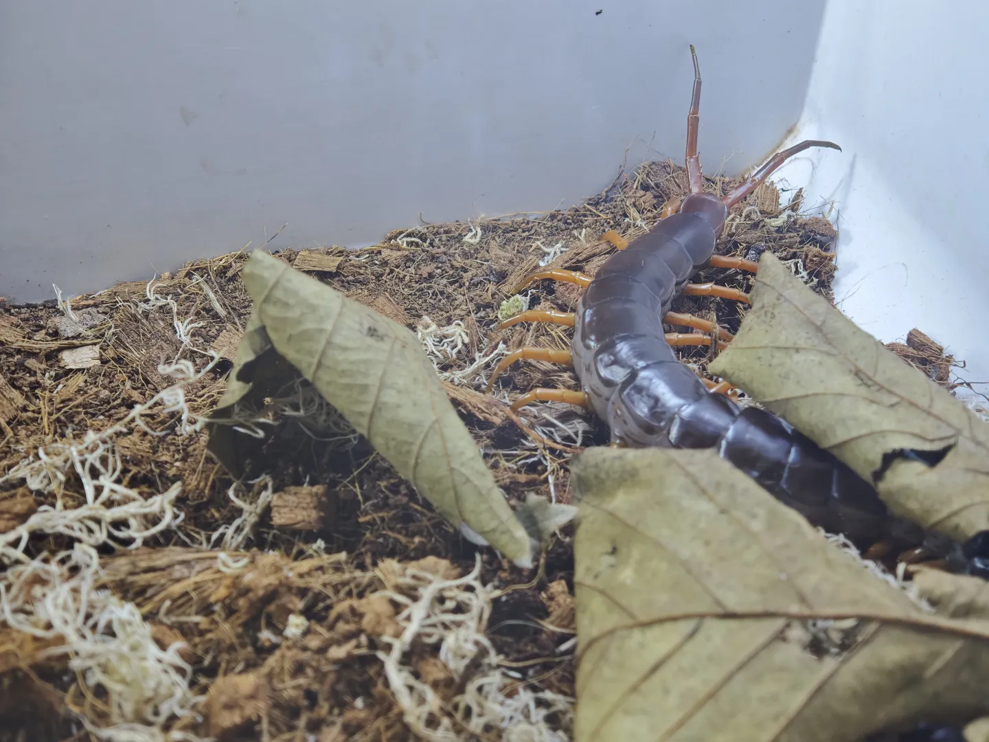 A centipede hides among the dry leaves and soil, its body slender with numerous orange legs.