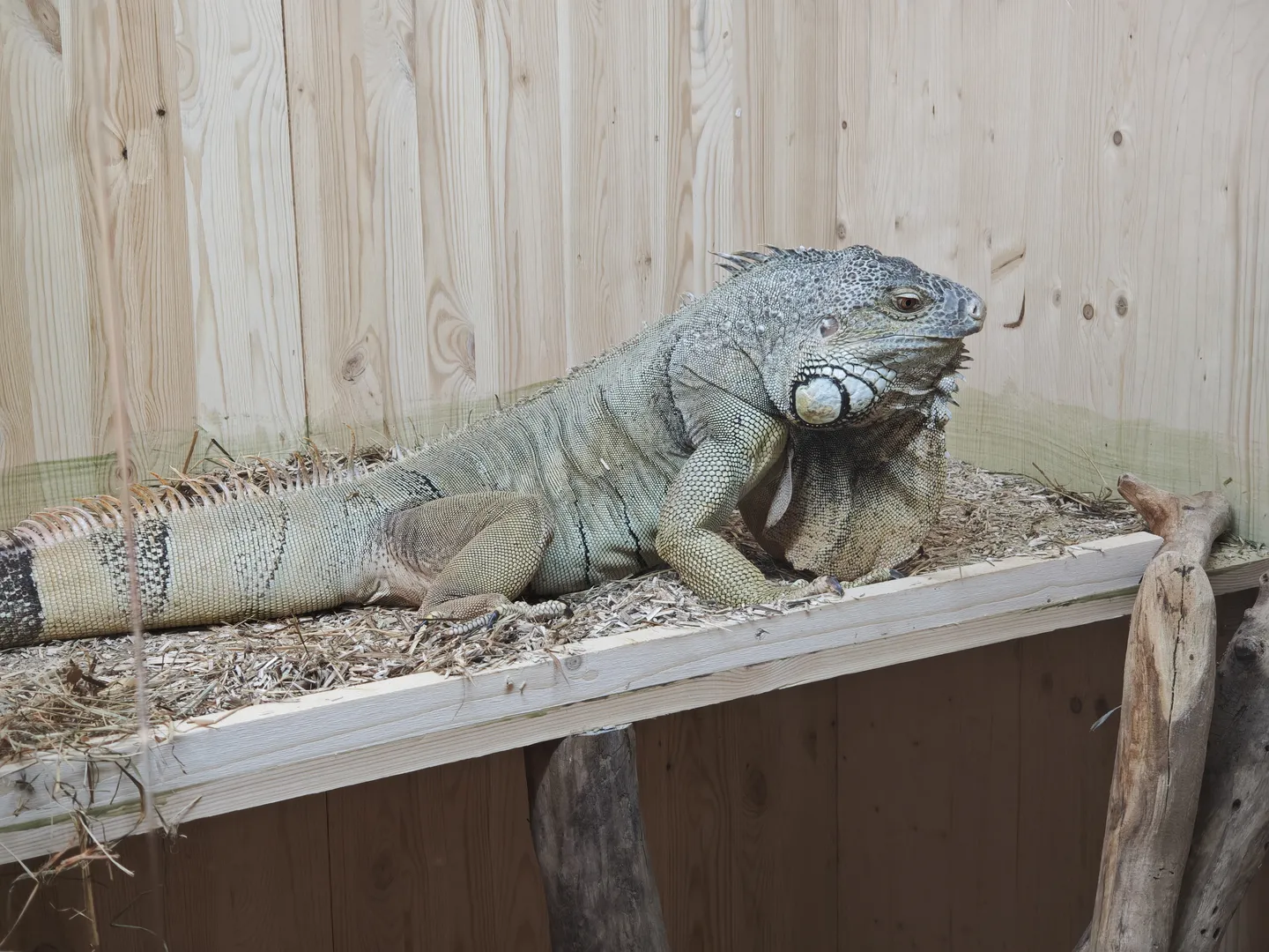 A large lizard lies on a wooden platform with a light-colored wooden wall in the background.