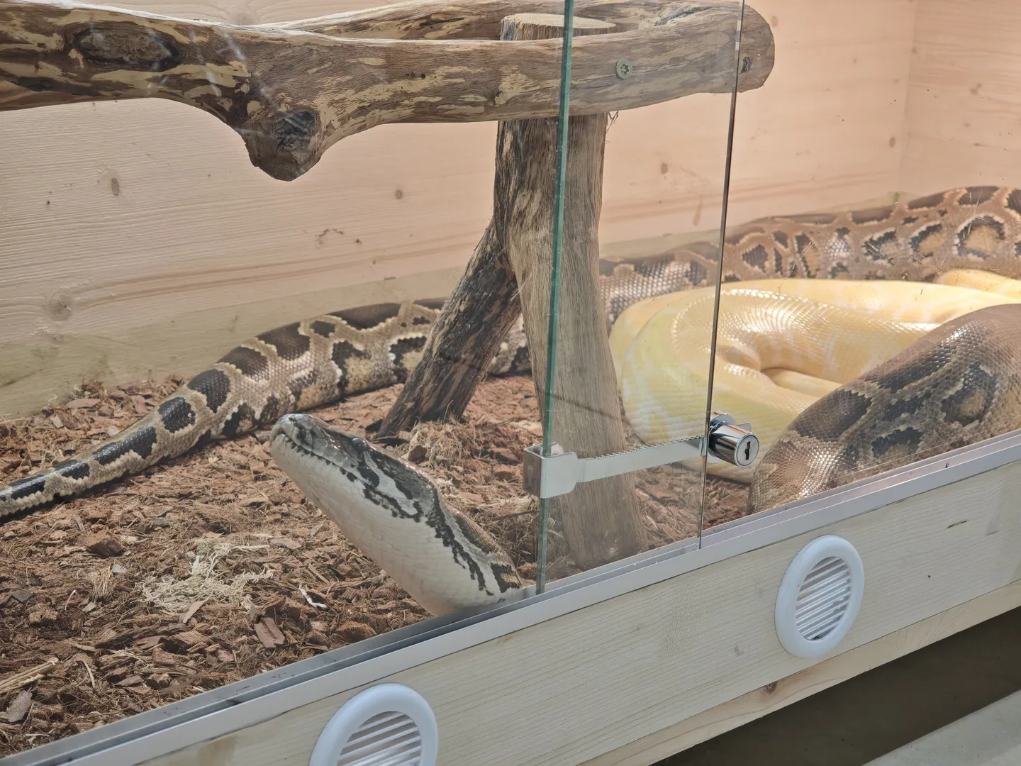 A patterned snake is inside a glass tank, with its head raised; the tank contains branches and wood shavings.