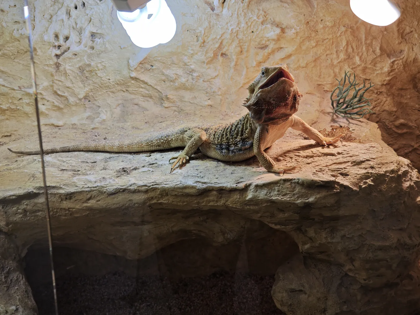 A lizard opens its mouth and lies on a rock, with bright lights shining above.