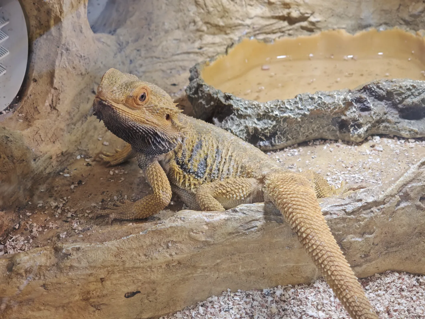A lizard lies on a rock, its body in a light brown color, with a pool and plants in the background.