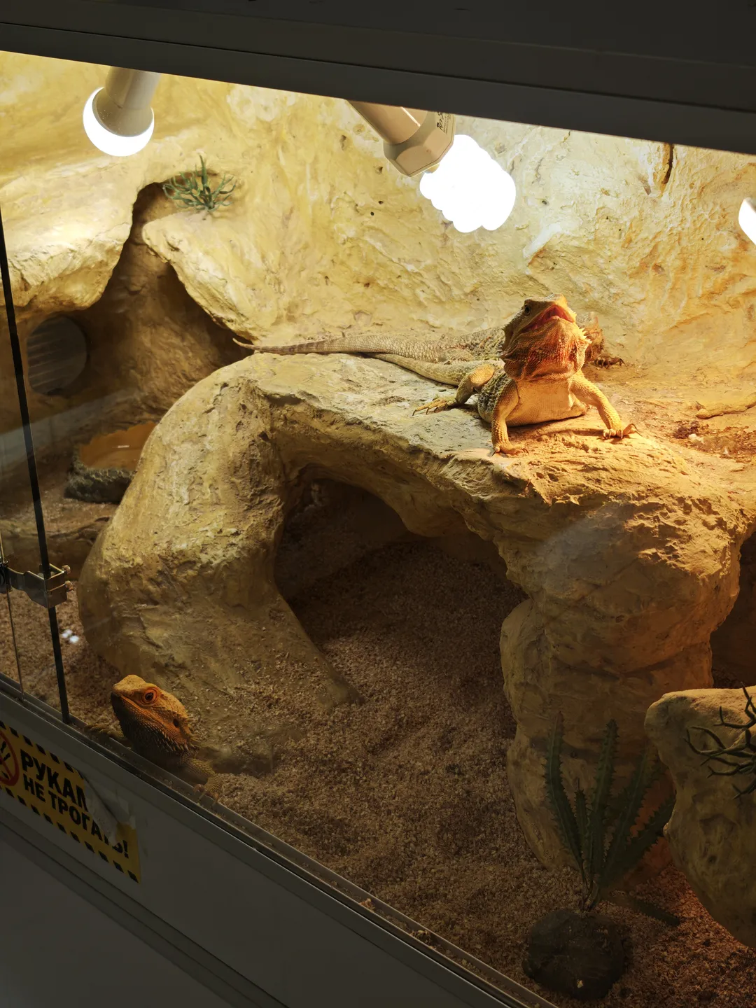 Two lizards are on the rocks inside a glass enclosure, one at a higher position and the other at a lower position, with a warning sign on the enclosure that reads “РУКАМИ НЕ ТРОГАТЬ!”.