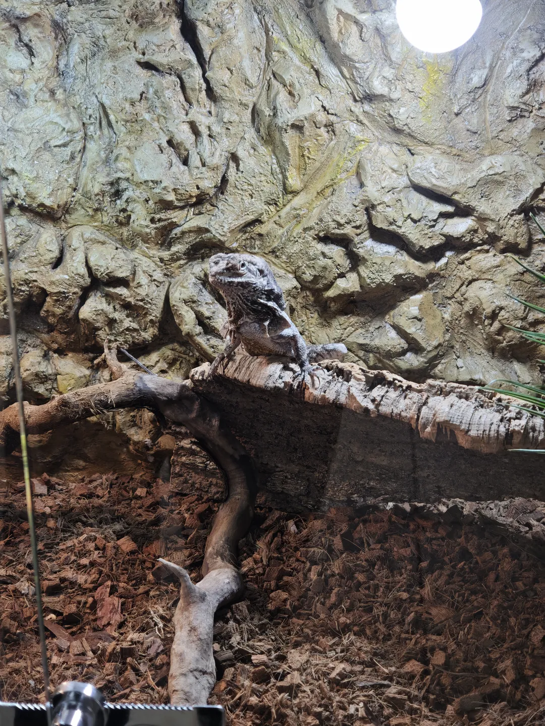 A gray lizard perches on a horizontally placed tree trunk, with a rocky wall in the background. The surface of the trunk is rough, and the lizard’s body clings tightly to it. The lizard’s eyes are large and bright.