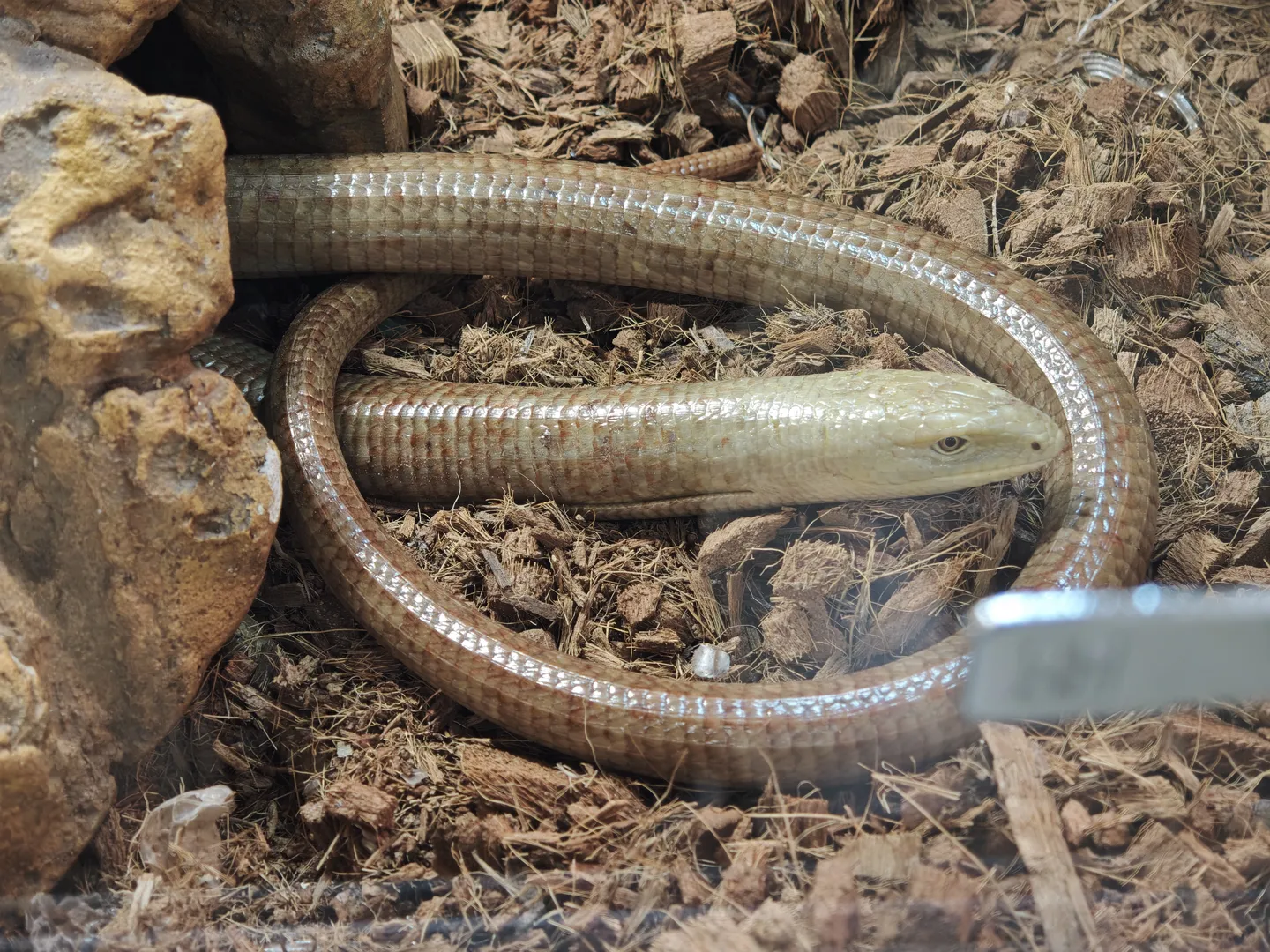 A legless lizard coils among wood shavings and stones, its body a pale brown with a relatively large head. Its skin is smooth, reflecting light. The surrounding environment appears to be a terrarium.